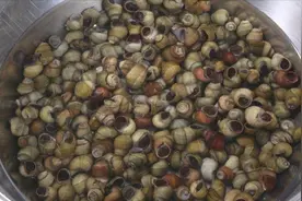 清洗田螺别只会用盐水，夜市小贩教我诀窍，泥沙吐得又快又干净视频封面