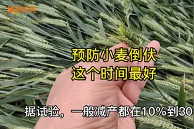 预防小麦倒伏，最佳时间是在这两个时期，操作简单效果好视频封面