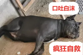 卡斯罗犬误食癞蛤蟆口吐白沫，疯狂吃草展开自救，能成功吗视频封面