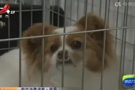 在闲鱼上买活体宠物 却被带到线下买“病狗”？视频封面