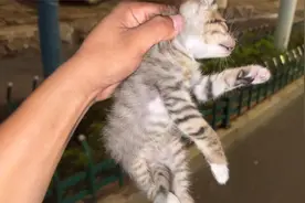 大齐赶海，发现一只粘人的小流浪猫，带回家喂它一点饭视频封面