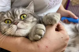 捡了只脾气暴躁的猫咪，碰一下就咬人，使出秘方它乖乖驯服视频封面