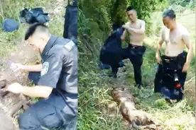 警犬高温奔袭5公里后中暑累到在地大喘粗气 网友：太心疼了！视频封面