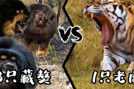 三只藏獒大战一只老虎，不同物种的碰撞，你觉得哪一方会胜利呢？视频封面