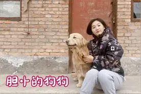 粉丝答疑：狗狗胆小害怕人？佳佳教你怎么调节，护卫犬不是宠物狗
