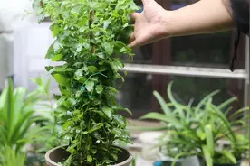 养什么花能开出蓝色的花朵？园艺师教你，养蓝雪花，夏天是盛花期视频封面