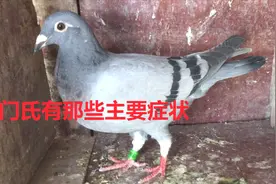 鸽子感染了沙门氏主要有那些症状？农村大叔教你怎样做好有效防治视频封面