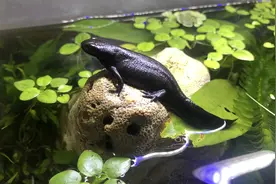 东方蝾螈饲养心得-第一支视频重新发下