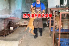 狗不爱戴牵引绳？训犬师出奇招，一招完美解决视频封面
