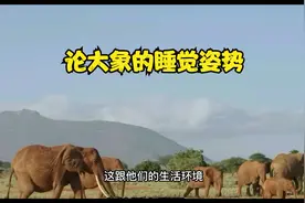 大象到底是怎么睡觉的？看大象睡觉姿势是如何养成的。