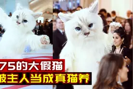 身高1米75的大假猫，竟被主人当成了真猫养！搞笑短片视频封面