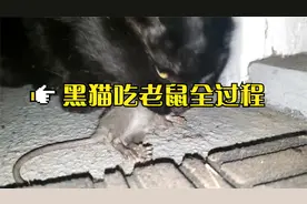 EP.02老鼠奋力挣脱还是被黑猫吃掉场面血腥重口味不喜勿点