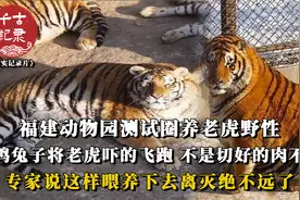 专家测试老虎野性，山鸡兔子将老虎吓跑，圈养猛兽温顺吗？纪录片视频封面