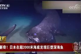 日本在超2000米海底发现巨型深海鱼 仅6条被发现或被捕获视频封面
