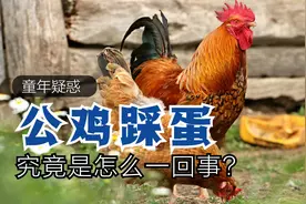公鸡踩蛋是怎么一回事？看完你就知道了视频封面