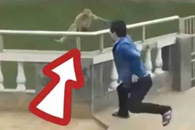 小伙趁猴子不注意，将它推下池塘，猴子怒了，追着小伙去报仇视频封面