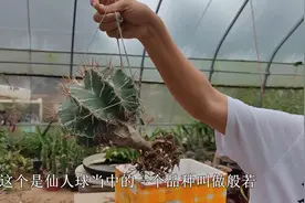 大仙人球换盆，吊着晾它30天，掌握上盆技巧，快速长根不黑腐
