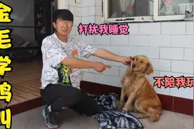 金毛看小亮睡觉不陪它玩，想到学家禽叫打扰小亮，它真是太搞笑了视频封面