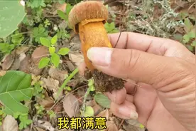 欣赏自然美景，锻炼强壮身体。一个人上山，收获的不只是野生菌视频封面