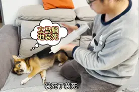 狗狗害怕打针，见主人拿出针管立马躺地装死求饶，笑得我肚子疼！