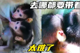 猴子妈妈生了一对双胞胎。去哪都要带着，喝奶要先发制人，太难了视频封面