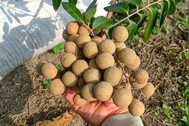 龙眼在冬天为什么可以挂果？原来它有这样的生长特性，看完涨知识视频封面