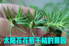 太阳花花苞干枯打不开？原因很简单，做好了能长久绽放视频封面