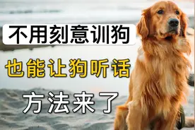 不用训狗，也能让狗狗听话的方法，来了视频封面