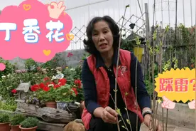 60后大妈花38块钱买2棵丁香花，发货地广州变某迁，她踩雷吗视频封面