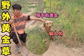 小亮野外发现黄金草，网上说它的根部会有黄金，真的会有这种事？视频封面