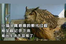 小猫头鹰艰难的孵化过程，被摄像机完整拍下，能出生太不容易了！视频封面