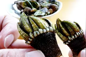 试吃来自地狱的海鲜“鹅颈藤壶”，外表像魔鬼的手，吃这个要小心视频封面