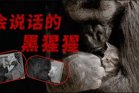 这只猩猩成“精”了！竟会“说话”，能和人类正常交流视频封面