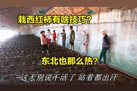 35度大热天栽西红柿啥感觉？邻居都来帮忙，技术员大叔讲解是重点视频封面