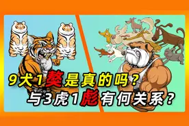 犬生九子必有一獒是真的吗？虎生三子，必有一彪，二者是否有关？视频封面