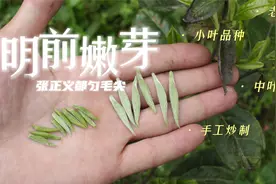 原产地张正义牌都匀毛尖了解一下，三款手工炒制的嫩芽明前绿茶视频封面