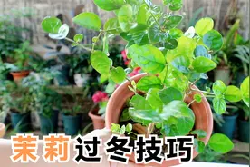 秋天养茉莉花，准备好“养老”准备，过冬更轻松