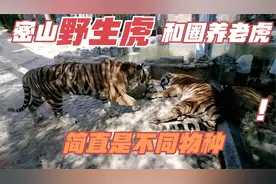 黑龙江密山野生虎冲击力真强。动物园东北虎仿佛不是一个物种视频封面