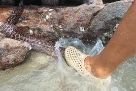 凶猛大海鳗意外搁浅礁石区，阿明直接徒手去抓，过程太刺激了视频封面