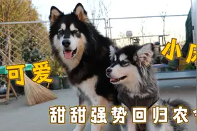 打造狗狗“幼儿园”，兄弟俩买来可爱小床，翻新后让人眼前一亮！视频封面