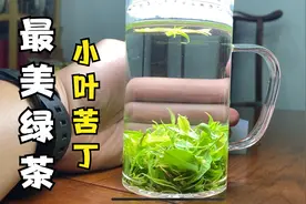 夏天最适合饮用的一款茶叶，小叶苦丁绿茶，生津止渴，回味无穷视频封面