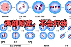 两部搞定有丝，减数分裂图，不行你来找我！视频封面