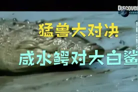 猛兽大对决：咸水鳄对大白鲨视频封面