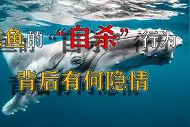 鲸鱼为什么会搁浅？“集体自杀”的背后有什么秘密？视频封面