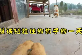 给狗狗戴上摄像头，从它的视角体验被拴住一整天，真的很无聊视频封面