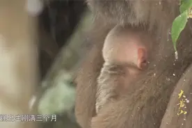 大黄山：新生小猴毛发稀疏，无法抵御寒冬，猴妈妈日夜搂着它！视频封面