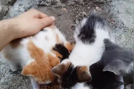 流浪猫第一次吃猫粮，看在猫粮好吃的份上，终于肯让我摸它了