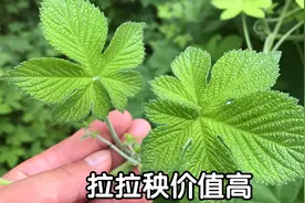拉拉秧，一种农民又爱又恨的植物，很多人不知道它的厉害用途视频封面