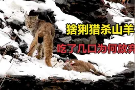 猞猁拼死猎杀山羊，吃了几口却放弃食用，人类是否影响它们活动？视频封面
