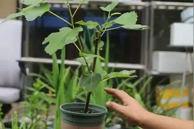 阳台可以种什么水果盆栽？园艺师教你，种无花果，新手都可以种好视频封面